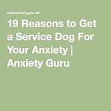 Pictures of Where Can I Get A Psychiatric Service Dog