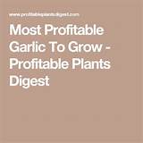 Profitable Plants To Grow At Home Photos
