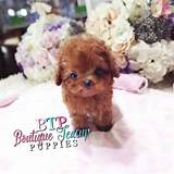 Photos of Cheap Toy Poodle Puppies For Sale