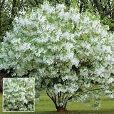 Large Flowering Trees For Sale