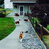 Pictures of Yard Landscaping For Dogs