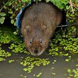Vole Rodent Control Images