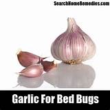 How To Get Rid Of Bed Bugs Myself Images