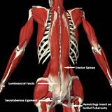 Photos of Core Muscles Quadratus Lumborum