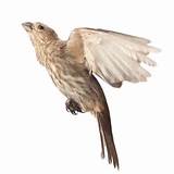 House Finch Flying Images