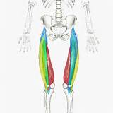 Quadriceps Femoris Muscle Exercises Pictures