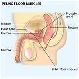Pelvic Floor Muscles Important Images