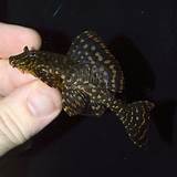 Pictures of Mini Pleco Fish
