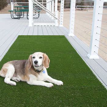 Lawn Weed Control Safe For Dogs