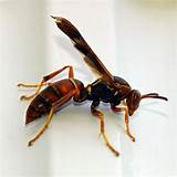 Wasp Types