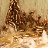 Termite Protection Redcliffe Photos