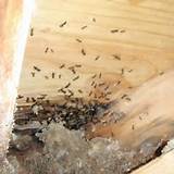 Carpenter Ants Damage Photos
