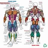 Images of Muscle Exercise List