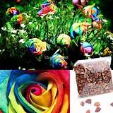 Images of Rainbow Rose Flower Seeds