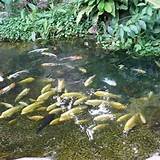 How To Keep Fish Pond Clear Of Algae Images