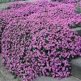 Purple Perennial Flowers Full Sun