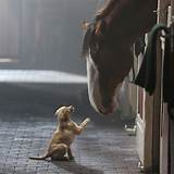 Images of Budweiser Puppy Love Superbowl Commercial