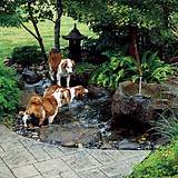 Images of Yard Landscaping For Dogs