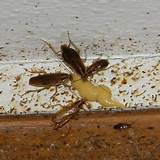 What Is Cockroach Bait Images