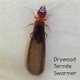 Photos of Drywood Termite Wings