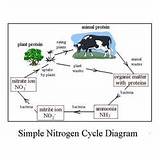 Nitrogen Gas Is Converted To Ammonia Through