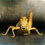 Grasshopper Kung Fu Images