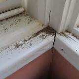 Pictures of Termite Treatment Maui
