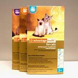 Pictures of Flea And Ear Mite Control For Cats
