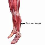 Pictures of Peroneal Muscle Strengthening