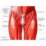 Core Region Muscles Pictures