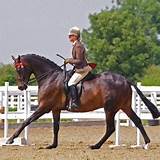 Riding Horse Classes Images
