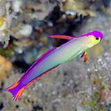 Pictures of Best Fish For Small Saltwater Aquarium
