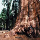 Sequoia National Park Camping Reservations Photos