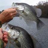 Crappie Fishing Games Images