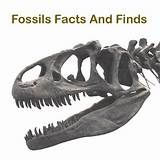 Fossils Grade 4 Images