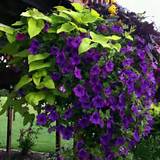 Climbing Flowers For Fences Pictures