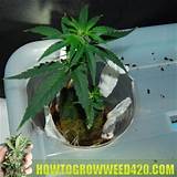 Grow Marijuana Hydroponic System Photos