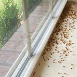 Termite Control Crestview Fl