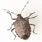 Stink Bug Control In House Photos