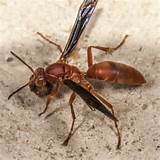 What Is A Red Wasp Images