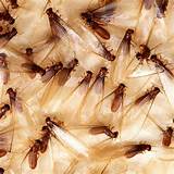 Photos of When Termites Swarm Inside