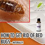 Images of How To Get Rid Of Bed Bugs By Heat