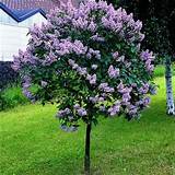 Small Tree With Little Purple Flowers Photos