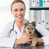 My Pets Vet Clinic