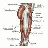 Glute Muscle Exercises Images
