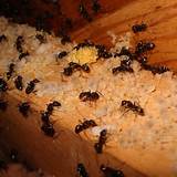 Photos of How To Eradicate Carpenter Bees