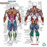 Muscle Workout Names Pictures
