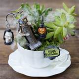 Pictures of Teacup Fairy Garden Supplies