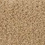 Pictures of Carpet At Lowes