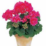 Geranium Flower Pots Images